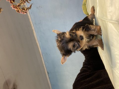Sahibinden yorkshire terrier