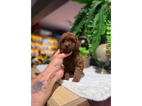 Littlepaws farkı ile korean redbrown poodle