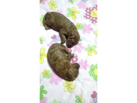 Erkek yavrular yeni yuvasına hazır toy poodle