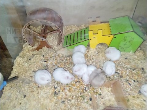Yavru hamsterlar