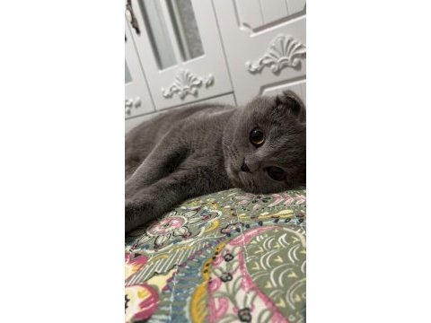 Full orjinal 5 aylık dişi evde büyümüş scottish fold