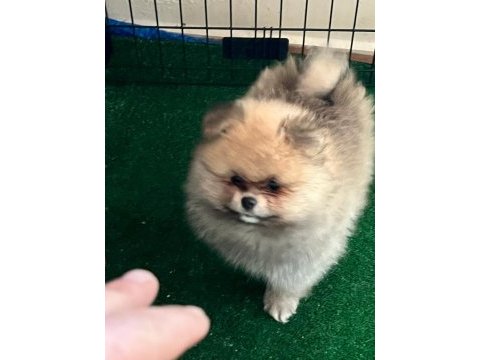 Yasal ruhsatlı çiftlikten pomeranian boo yavrular
