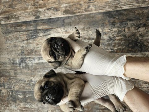 Harıka kalıtede pug mobs yavrularımız