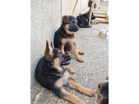 Alman kurdu yavruları 2 aylık