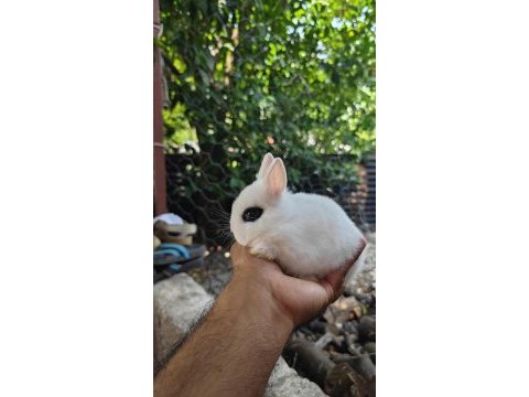 Orjinal hollanda cüce tavşan