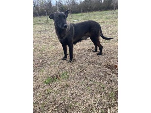 Malinois koyu renk sevenlere