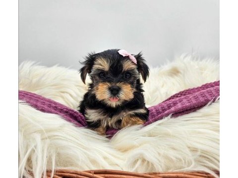 Aile ortamında bakılan yavru köpekler