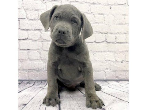 Ev ve bahçeniz için cane corso kapıda ödeme mevcuttur