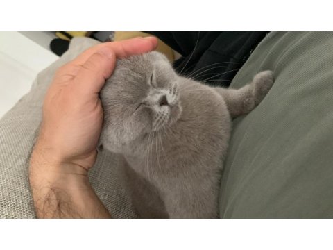 British shorthair 1.5 yaşında