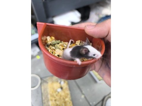 Dünyanın en küçük hamsteri pandalar