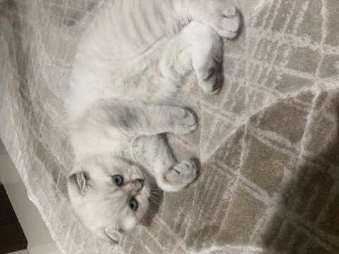 Scottish fold yavrumuza yeni bir yuva arıyorum