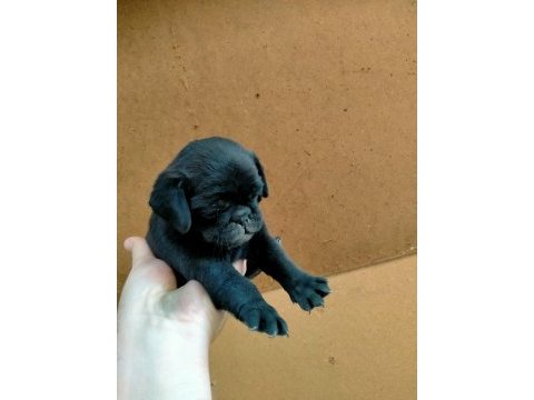 60 günlük dişi orijinal pug yavru