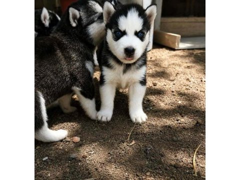 A kalite husky yavruları ankaradan