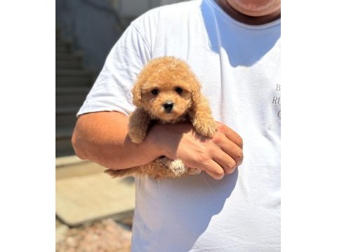 Çocuk dostu maltipoo yavruları