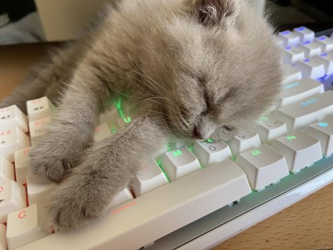 2 aylık scottish fold