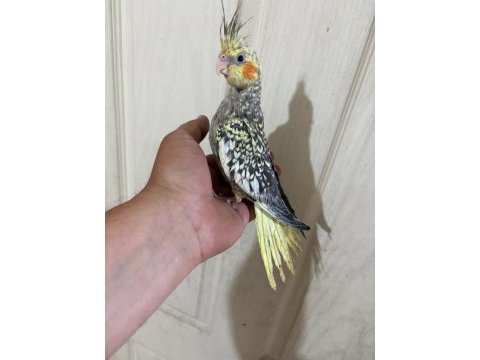 52 günlük ful evcil kusursuz bebek sultan