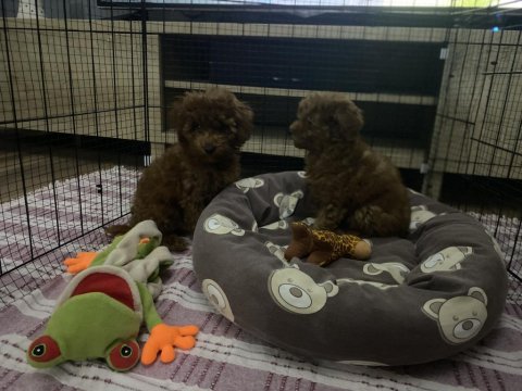 Kendi yavrularım toy poodle