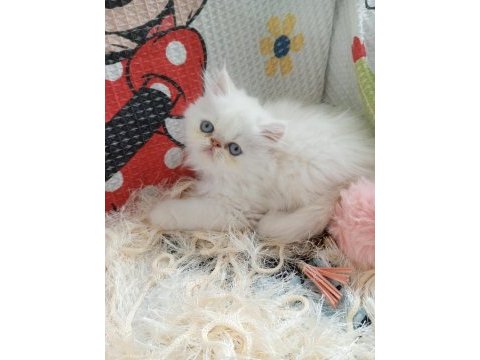 Dişi iran kedisi