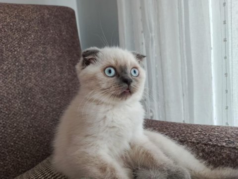 British shorthair yavrular