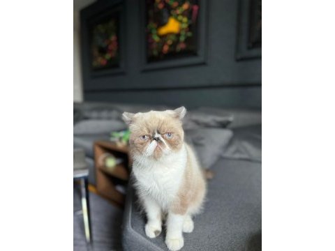 Acil exotic shorthair