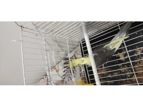 4 aylık erkek sultan papağanı