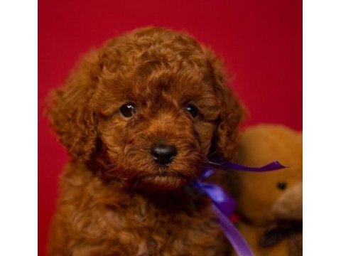 Irk garantili toy poodle yavruları