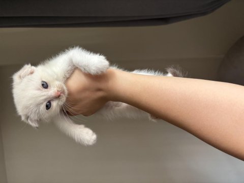 Scottish fold yavrular