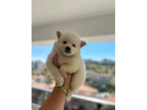 Sevimli suratlar maltipoo