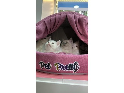 Ev ortamında yetişen british shorthair bebekler