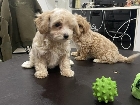 En güzel maltipoo yavrularımız