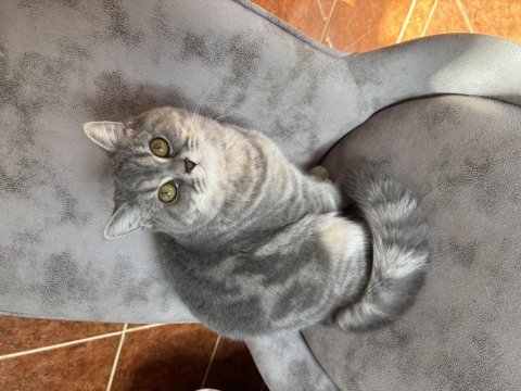 Çiftleştirme ilanı 1 yaşında british shorthair