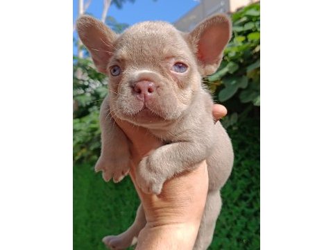 New shade isabella and tan dişi french bulldog yavrumuz