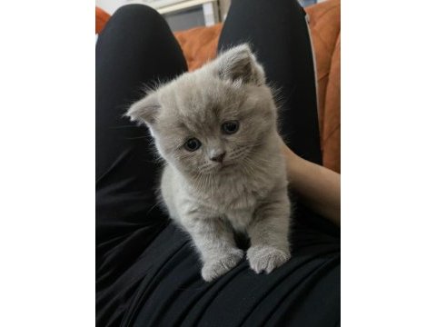 Dişi ve oyuncu ve insan canlısı scottish fold