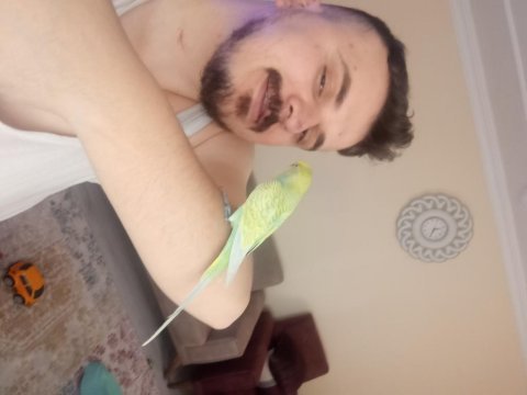 Jumbo erkek muhabbet kuşu