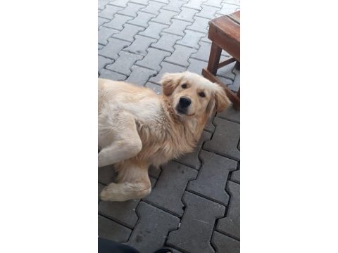Anne baba küt burun erkek dişi golden yavrular mevcut
