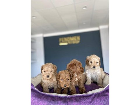 Gerçek maltipoo yavrular ankara mağazamızda görün