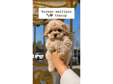 Korean maltipoo yavru