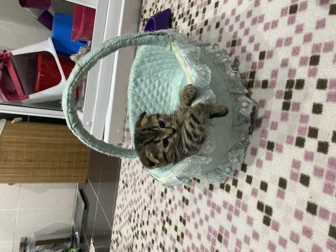 2.5 aylık scottish fold sahiplendirmek istiyorum