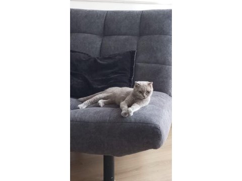 Scottish fold 8 aylık