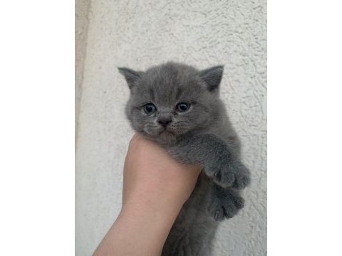 Safkan british shorthair yavrumuz