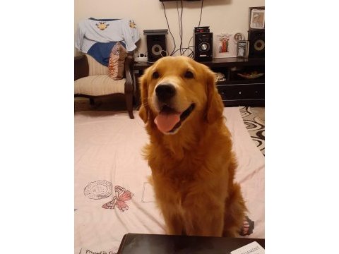 Zeka küpü çok akıllı golden retriever