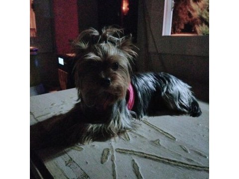 Tatlı uslu yorkshire terrier prenses
