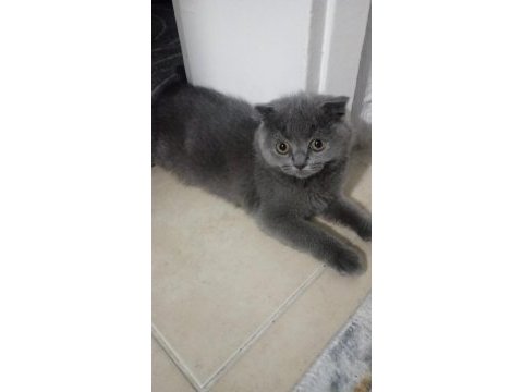 Gri scottish fold kızımız