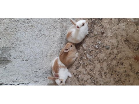Sevimli ele alışkın bebek tavşanlar