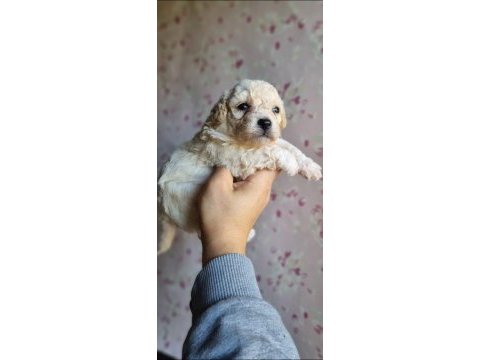 Mini boy maltipoo bebekler