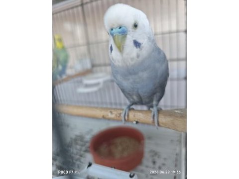 Muhabbet kuşu takım