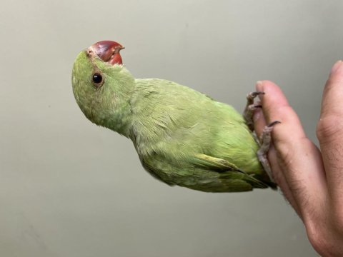 El besleme büyümüş yavru pakistan papağanı