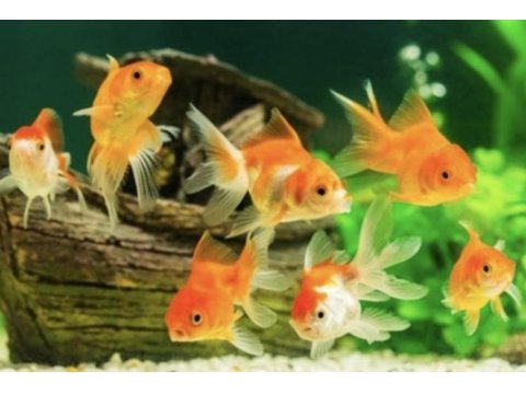 Oranda japon balığı