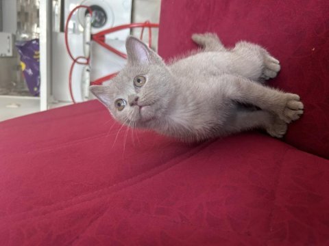 British shorthair yavru 2 aylık