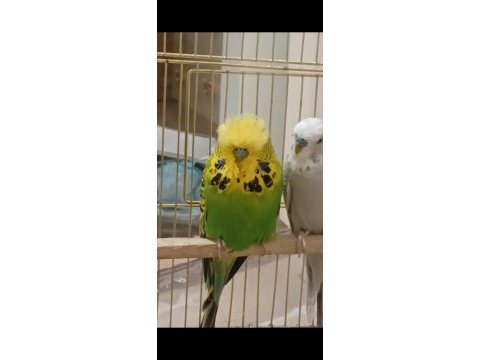 Show erkek (2) son muhabbet kuşu
